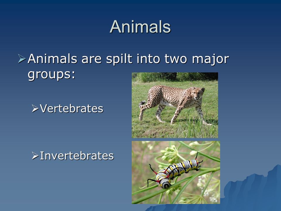 Animal Classification. Animals  Animals are spilt into two major groups:   Vertebrates  Invertebrates. - ppt download