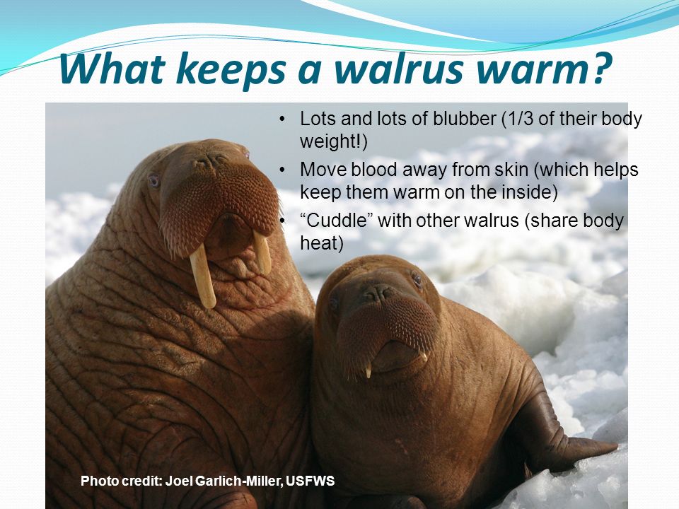 Lesson 9: Manatees Need Warm Water To Survive  Photo credit:  Keith Ramos, USFWS. - ppt download