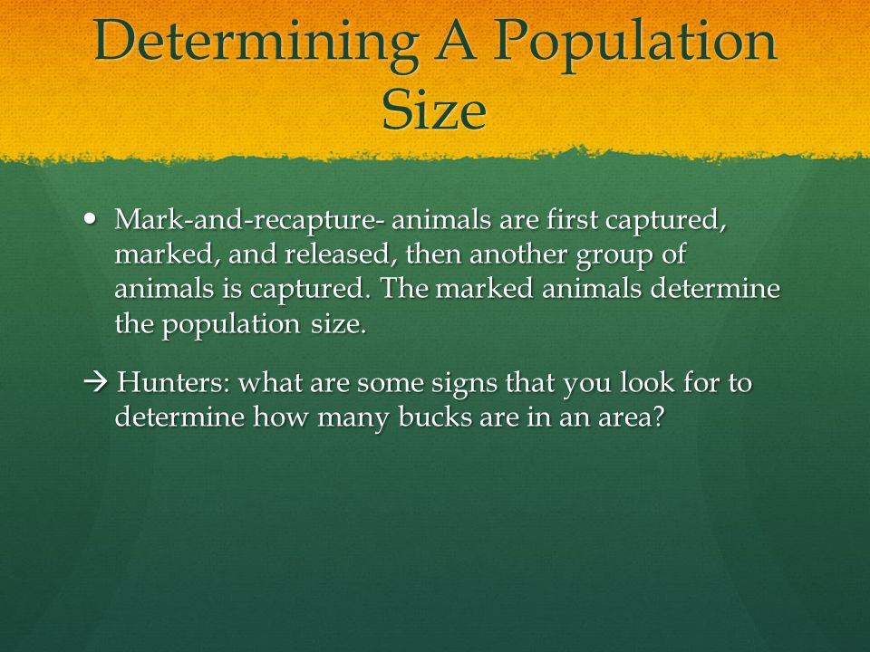 Determining A Population Size Mark-and-recapture- animals are first captured, marked, and released, then another group of animals is captured.