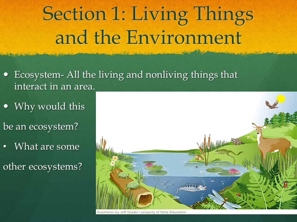 Section 1: Living Things and the Environment Ecosystem- All the living and nonliving things that interact in an area.