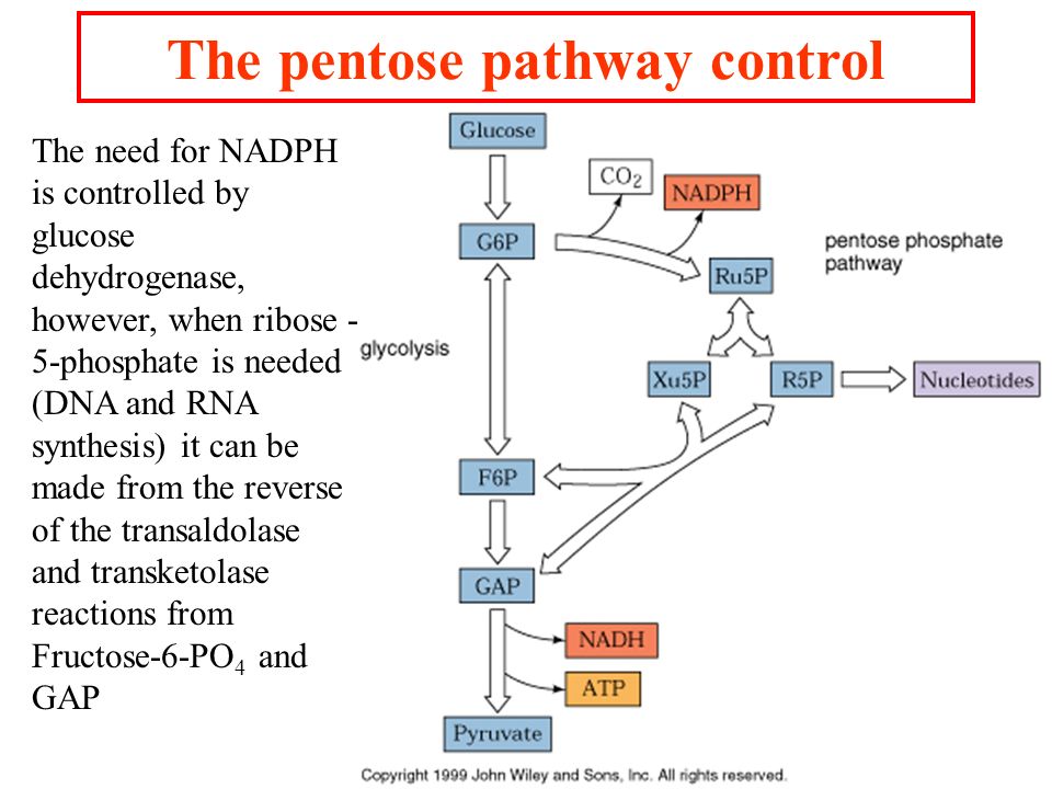 TCA & Pentose Phosphate Pathway 12/01/2009. Citrate Synthase. - ppt download