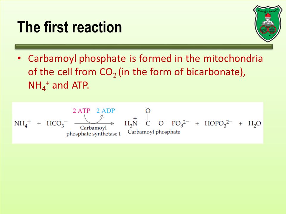 The first reaction Carbamoyl phosphate is formed in the mitochondria of the cell from CO 2 (in the form of bicarbonate), NH 4 + and ATP.