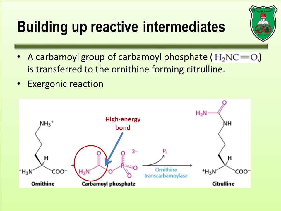 Building up reactive intermediates A carbamoyl group of carbamoyl phosphate ( ) is transferred to the ornithine forming citrulline.
