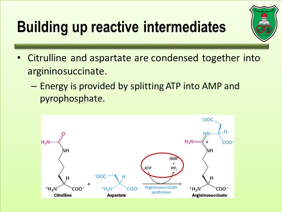 Building up reactive intermediates Citrulline and aspartate are condensed together into argininosuccinate.