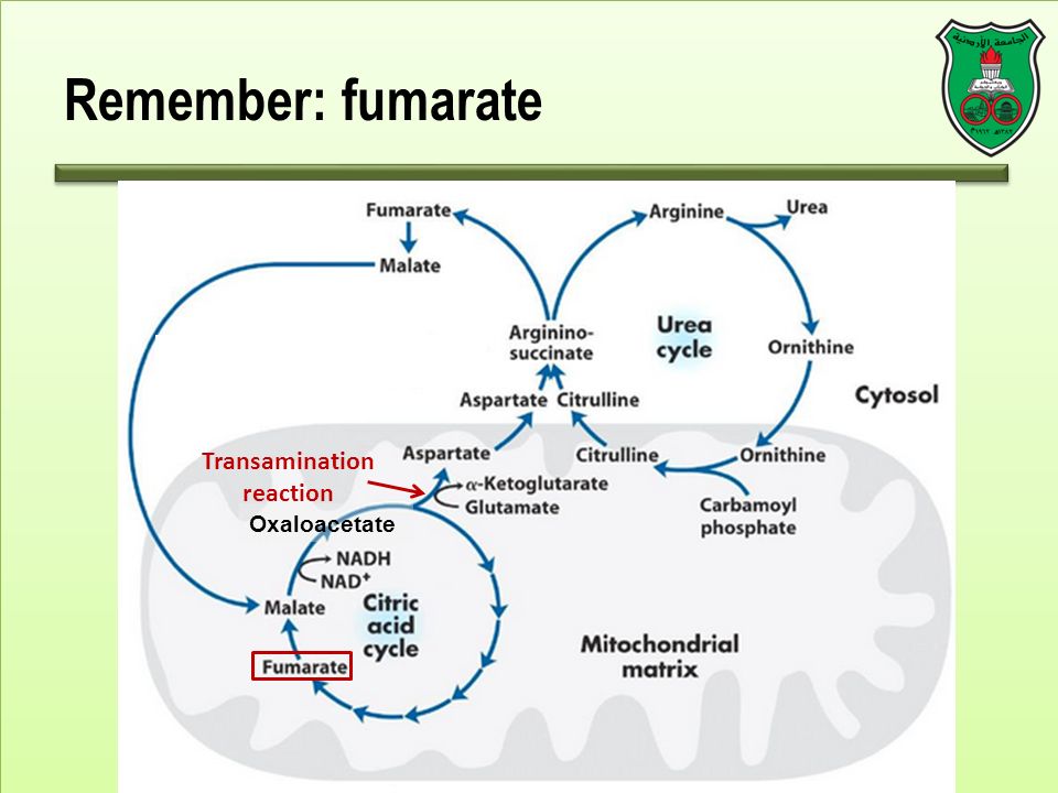 Remember: fumarate Oxaloacetate Transamination reaction