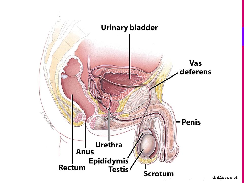 Human male penis urinary bladder anatomical medical model urology anatomy