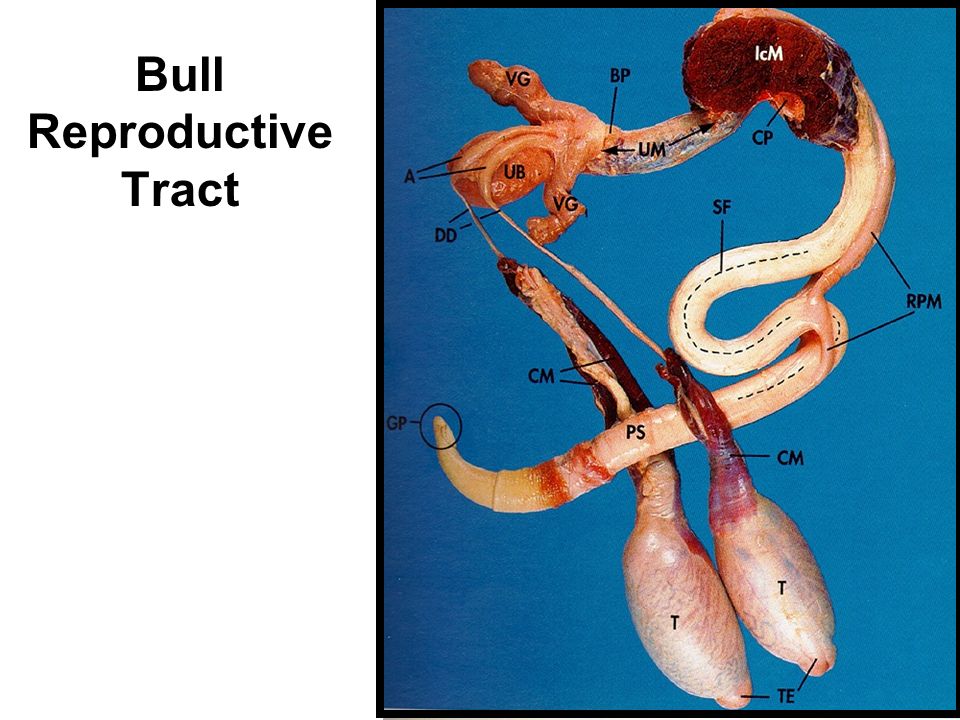 "Reproductive System Animals' reproductive systems can be divided...