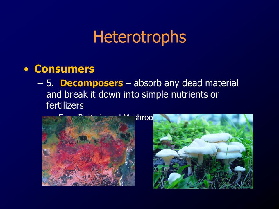 Heterotrophs Consumers –5.