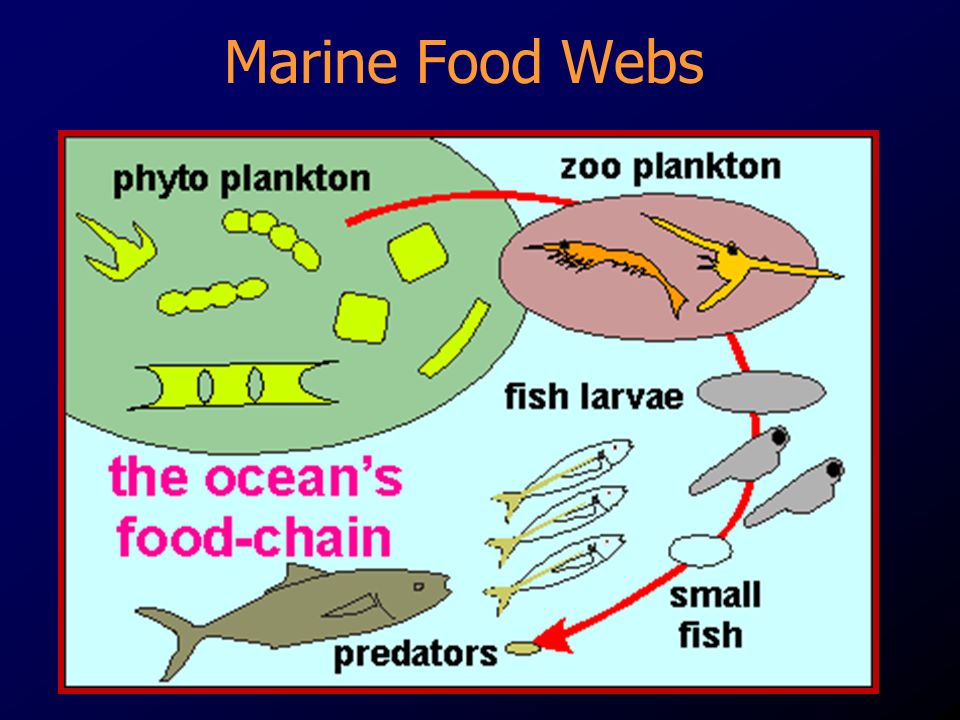 Marine Food Webs