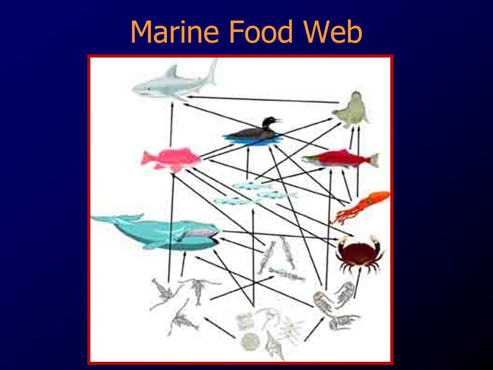 Marine Food Web
