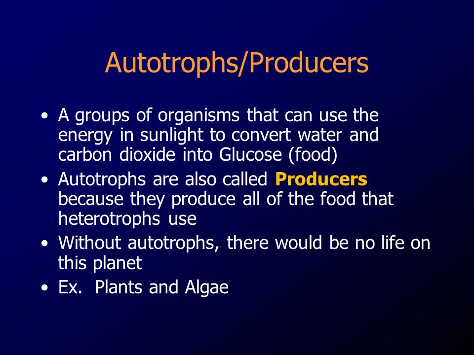 Autotrophs/Producers A groups of organisms that can use the energy in sunlight to convert water and carbon dioxide into Glucose (food) Autotrophs are also called Producers because they produce all of the food that heterotrophs use Without autotrophs, there would be no life on this planet Ex.