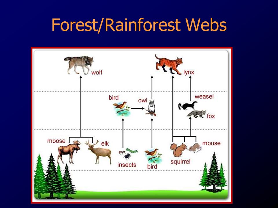 Forest/Rainforest Webs