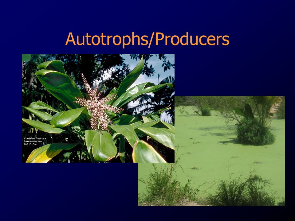 Autotrophs/Producers