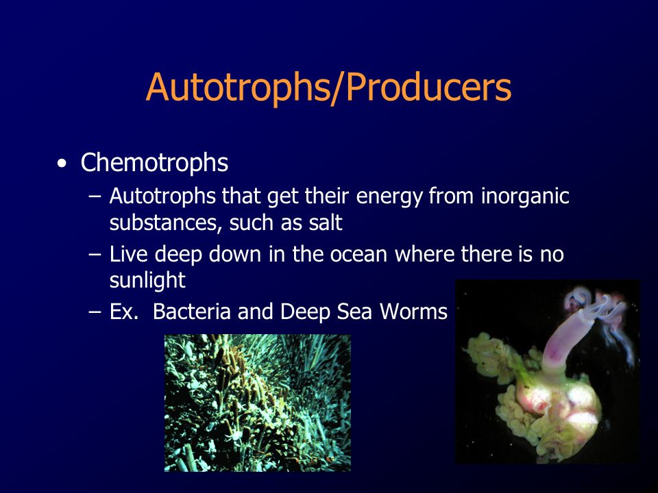 Chemotrophs –Autotrophs that get their energy from inorganic substances, such as salt –Live deep down in the ocean where there is no sunlight –Ex.