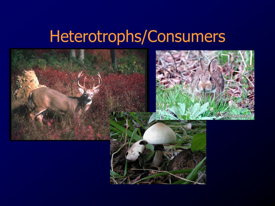 Heterotrophs/Consumers