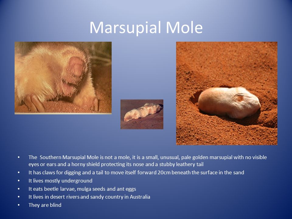 southern marsupial mole