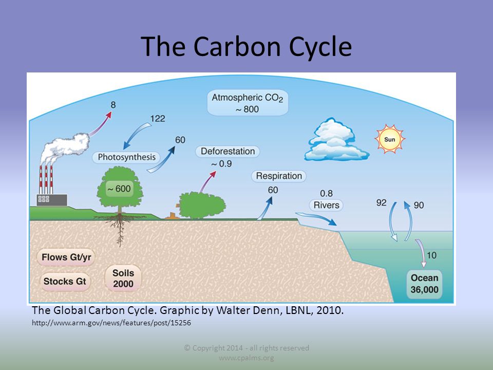 The Carbon Cycle © Copyright all rights reserved   The Global Carbon Cycle.