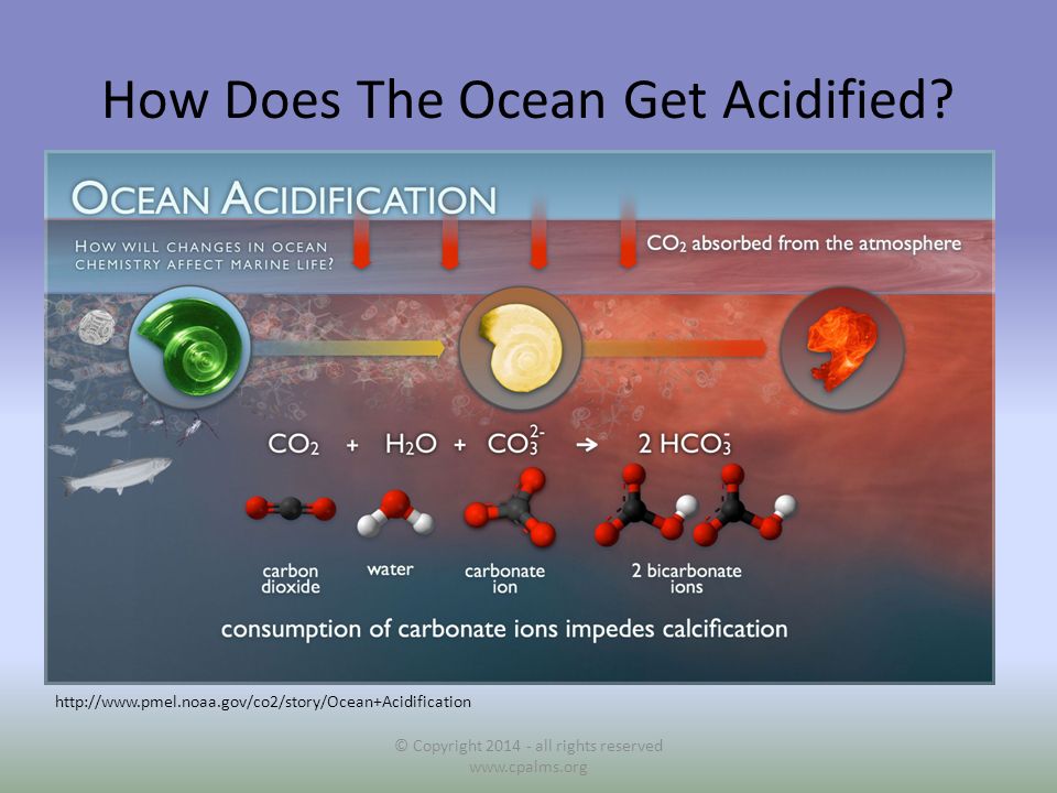 How Does The Ocean Get Acidified.