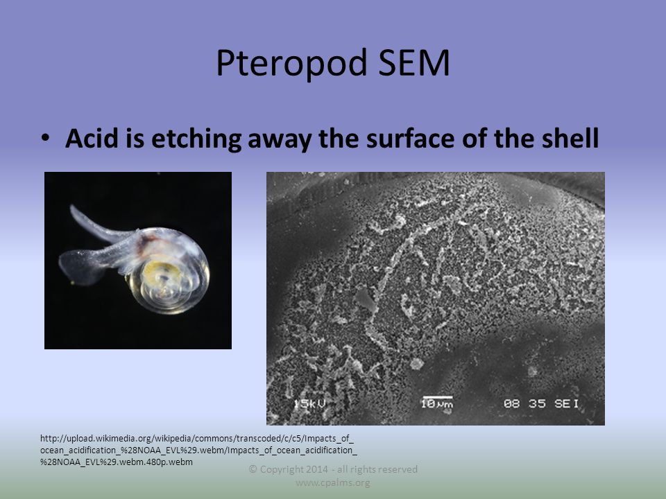 Pteropod SEM Acid is etching away the surface of the shell © Copyright all rights reserved     ocean_acidification_%28NOAA_EVL%29.webm/Impacts_of_ocean_acidification_ %28NOAA_EVL%29.webm.480p.webm