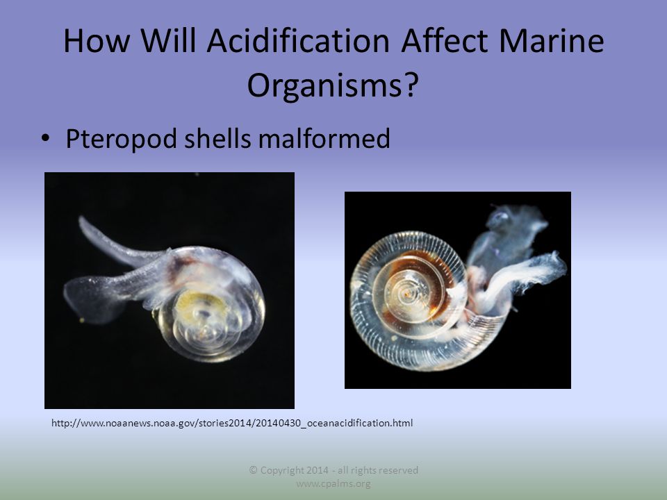 How Will Acidification Affect Marine Organisms.