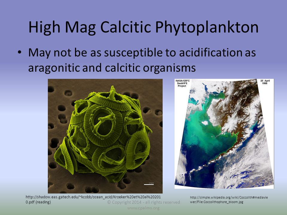 High Mag Calcitic Phytoplankton May not be as susceptible to acidification as aragonitic and calcitic organisms © Copyright all rights reserved     wer/File:Coccolithophore_bloom.jpg   0.pdf (reading)