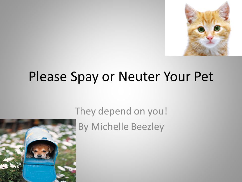 Please Spay or Neuter Your Pet They depend on you! By Michelle Beezley