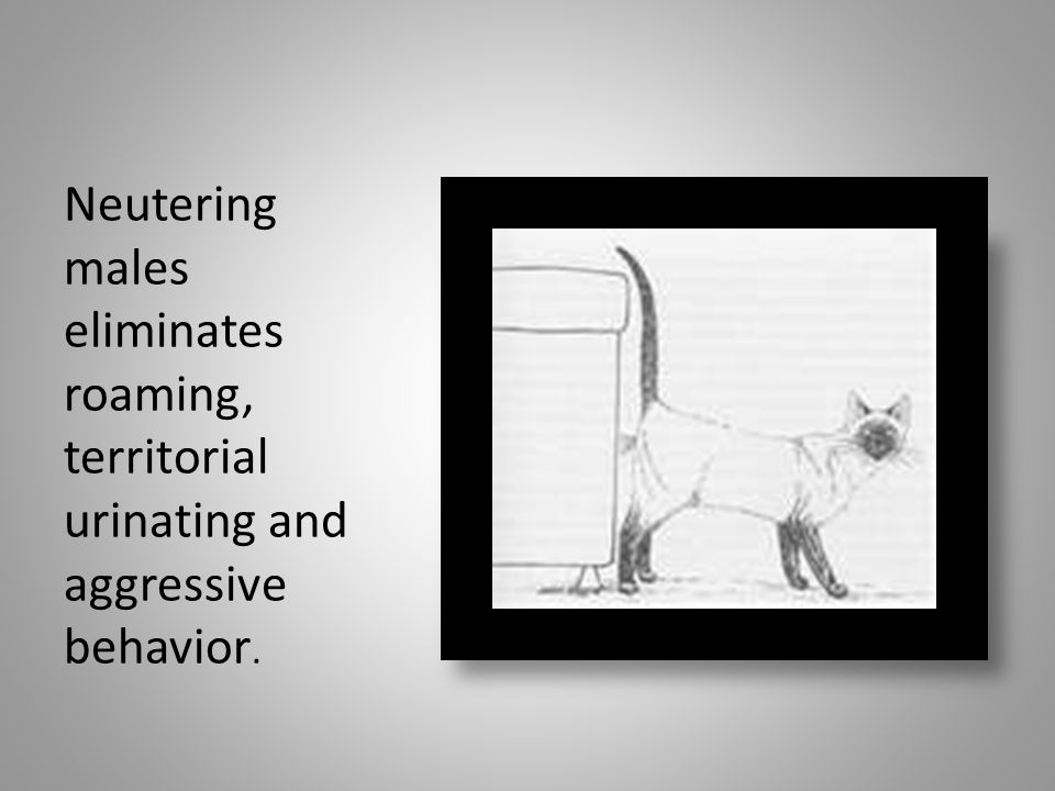 Neutering males eliminates roaming, territorial urinating and aggressive behavior.
