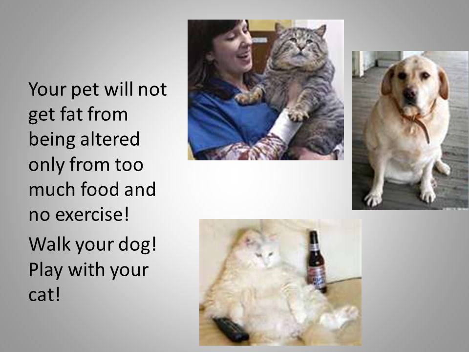 Your pet will not get fat from being altered only from too much food and no exercise.