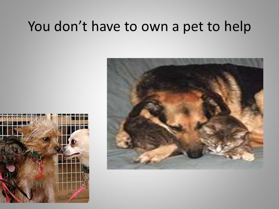You don’t have to own a pet to help
