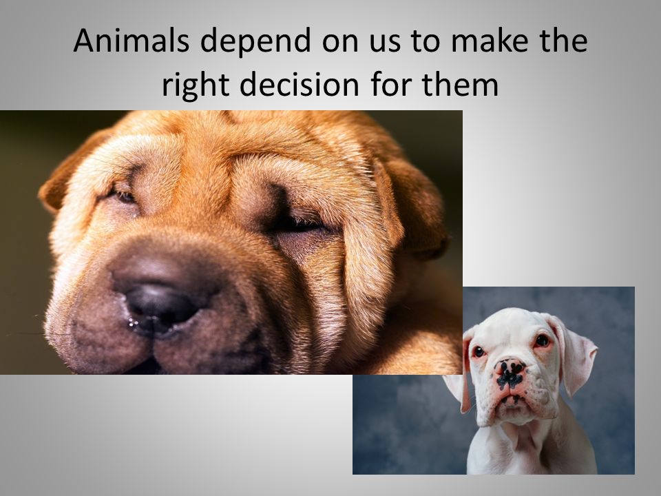 Animals depend on us to make the right decision for them