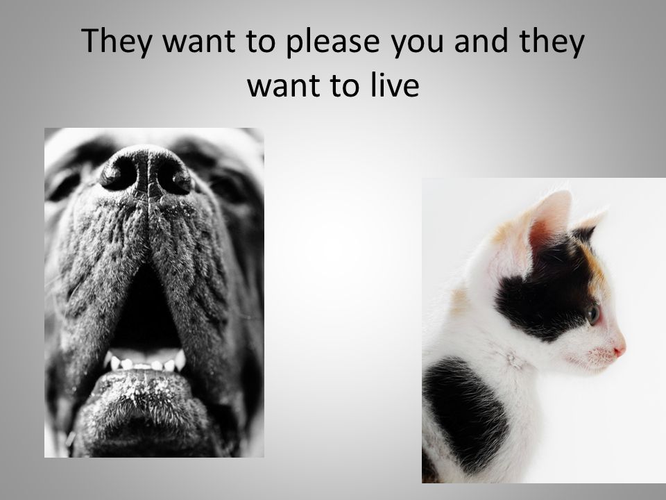 They want to please you and they want to live