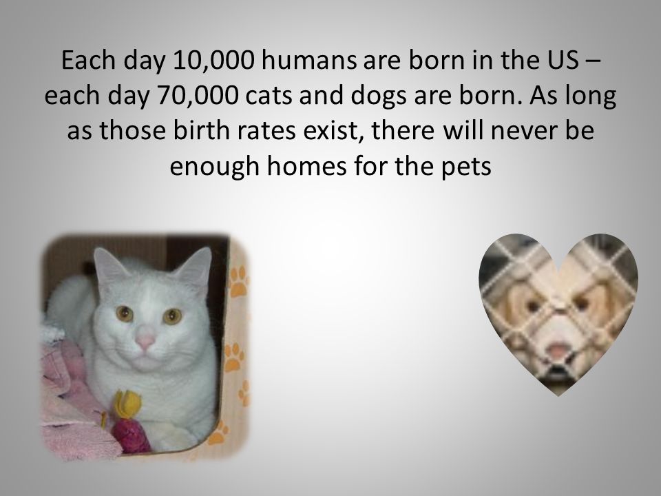 Each day 10,000 humans are born in the US – each day 70,000 cats and dogs are born.