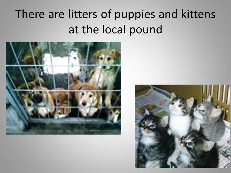 There are litters of puppies and kittens at the local pound