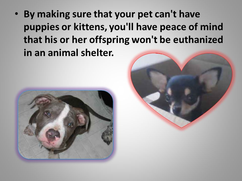 By making sure that your pet can t have puppies or kittens, you ll have peace of mind that his or her offspring won t be euthanized in an animal shelter.