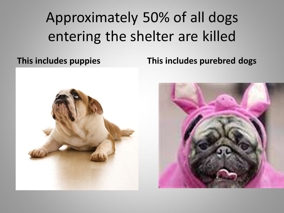 Approximately 50% of all dogs entering the shelter are killed This includes puppiesThis includes purebred dogs