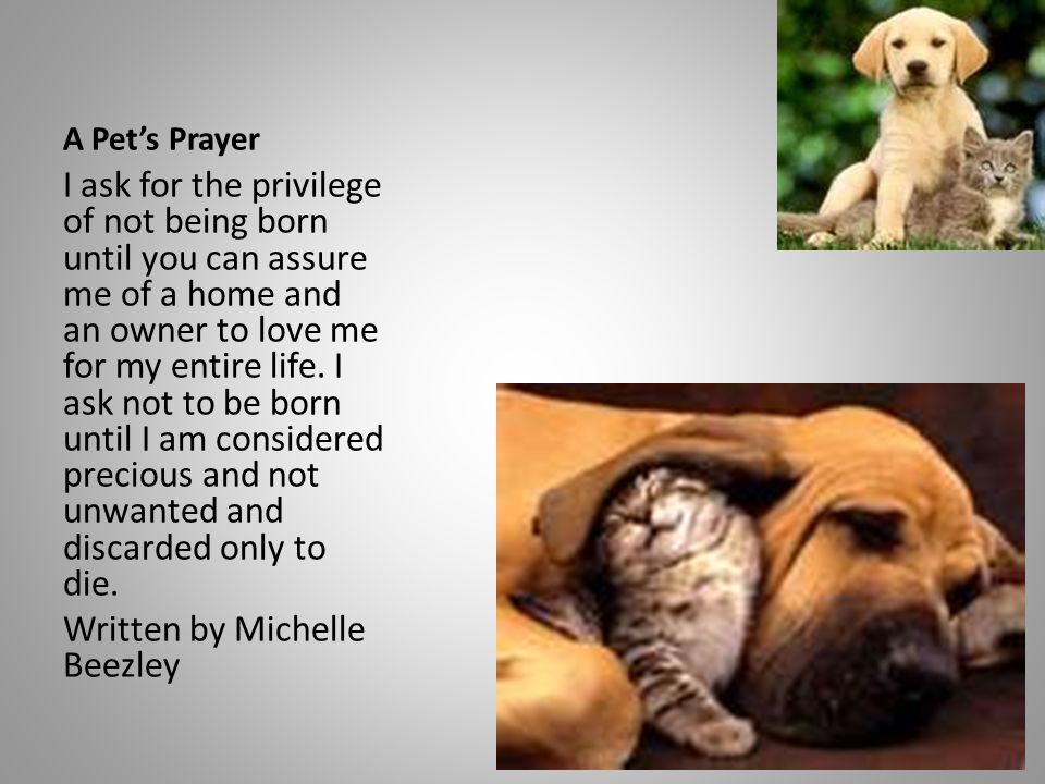 A Pet’s Prayer I ask for the privilege of not being born until you can assure me of a home and an owner to love me for my entire life.