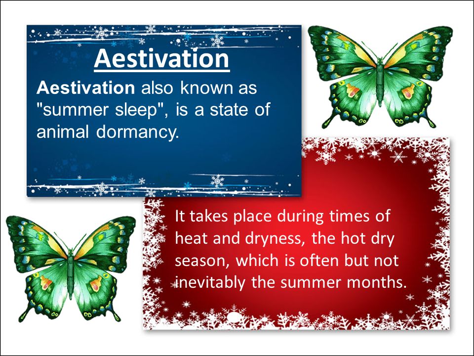 AMAAN ALI BS (HONS). Hibernation Aestivation Hibernation Hibernation is a  time when animals 'sleep' through cold weather. This sleep is not like  human. - ppt download