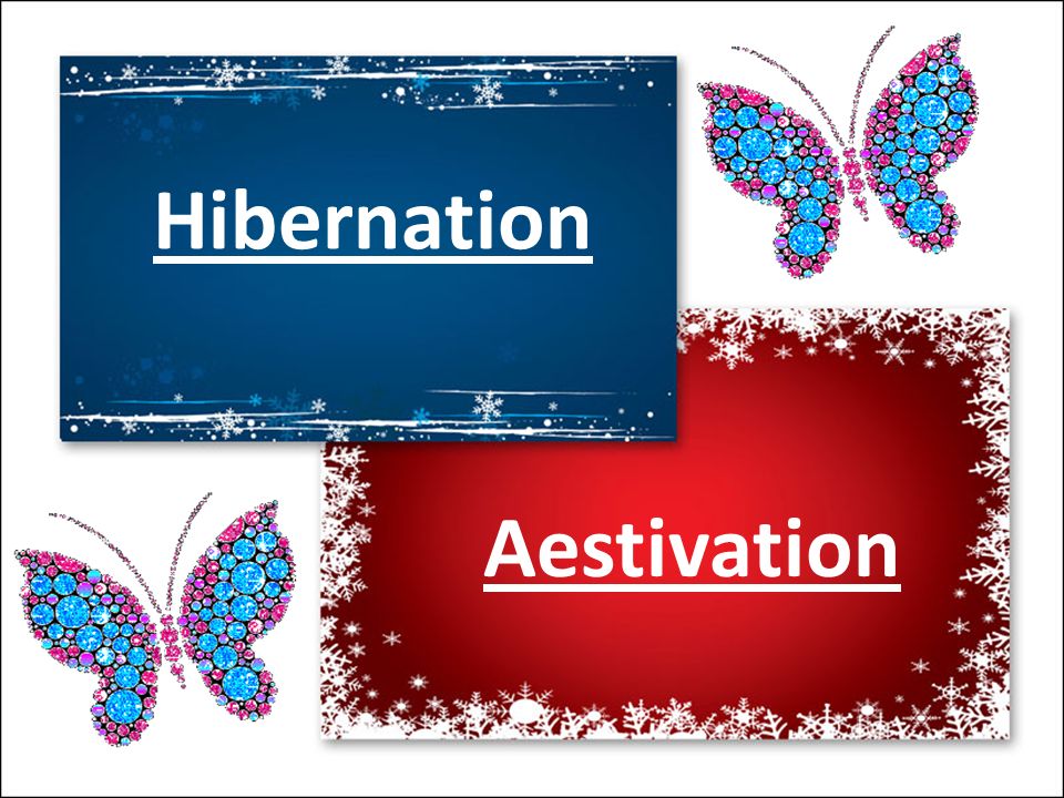 AMAAN ALI BS (HONS). Hibernation Aestivation Hibernation Hibernation is a  time when animals 'sleep' through cold weather. This sleep is not like  human. - ppt download