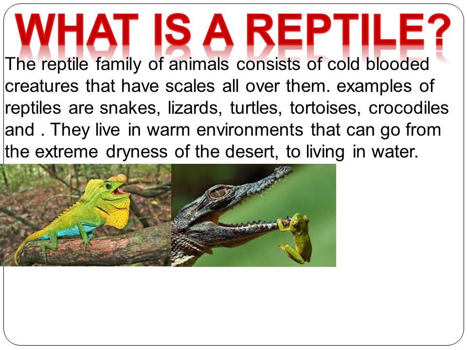 There are different types of reptiles; they are all different shapes and  sizes. - ppt download