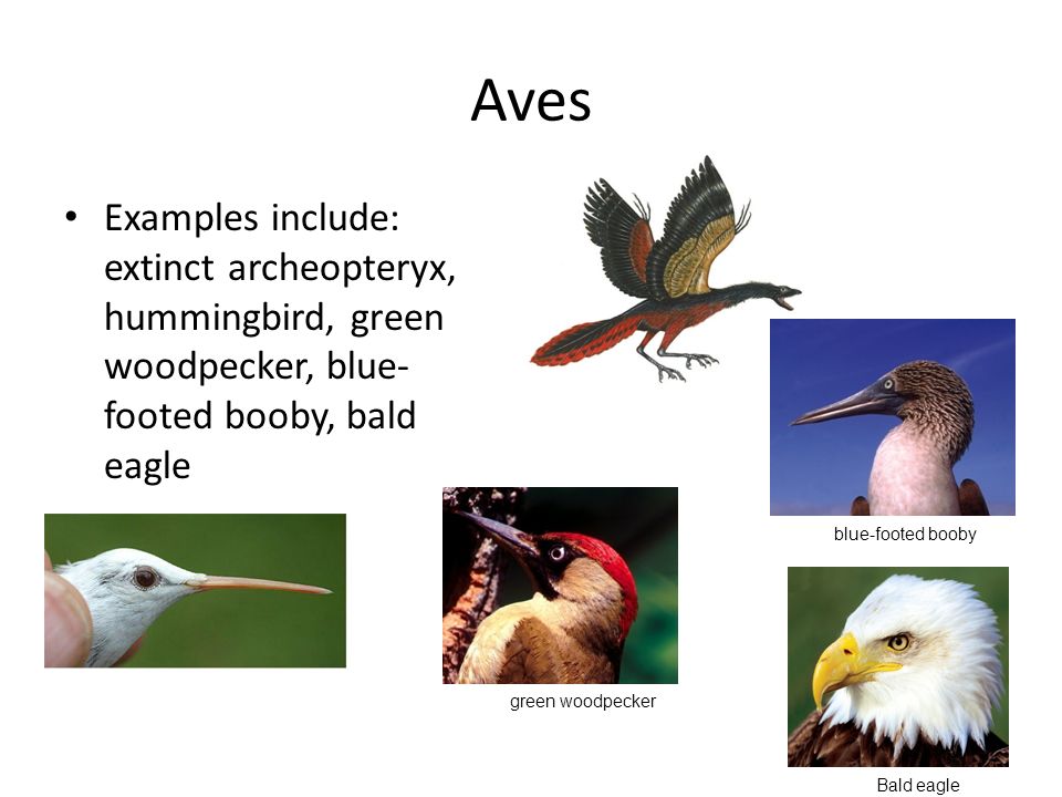chordates nonvertebrate chordates fish amphibians reptiles and