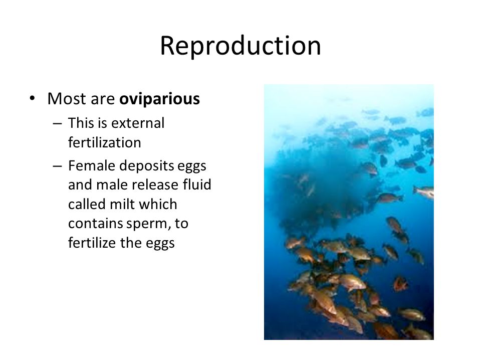 Reproduction Most are oviparious – This is external fertilization – Female deposits eggs and male release fluid called milt which contains sperm, to fertilize the eggs