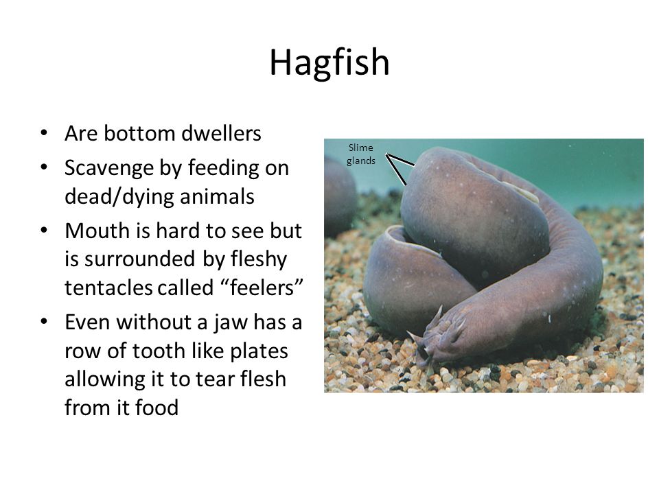 Hagfish Are bottom dwellers Scavenge by feeding on dead/dying animals Mouth is hard to see but is surrounded by fleshy tentacles called feelers Even without a jaw has a row of tooth like plates allowing it to tear flesh from it food Slime glands