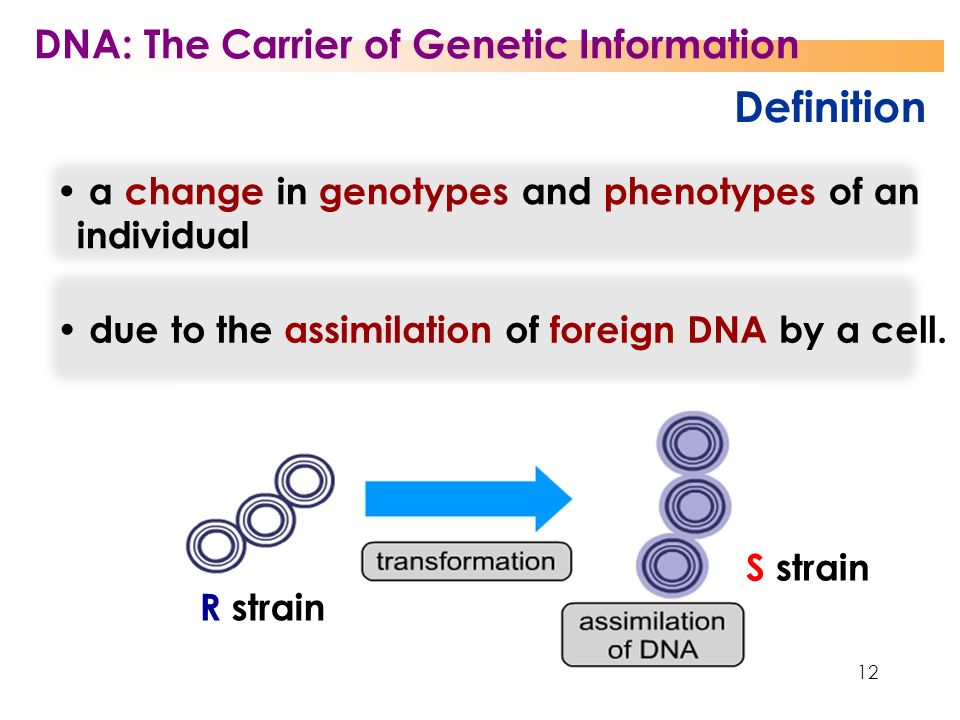 12 Definition a change in genotypes and phenotypes of an individual due to the assimilation of foreign DNA by a cell.