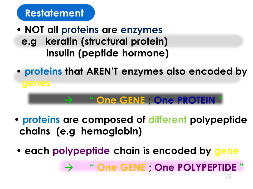 32 proteins that AREN’T enzymes also encoded by genes NOT all proteins are enzymes e.g keratin (structural protein) insulin (peptide hormone)  One GENE ; One PROTEIN proteins are composed of different polypeptide chains (e.g hemoglobin) each polypeptide chain is encoded by gene  One GENE ; One POLYPEPTIDE Restatement