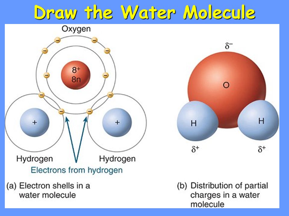Draw the Water Molecule.
