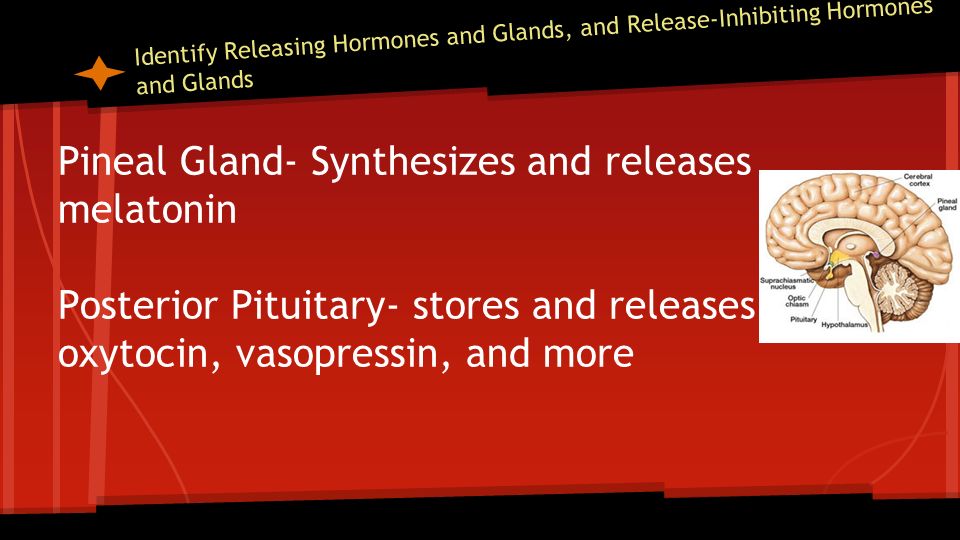 Identify Releasing Hormones and Glands, and Release-Inhibiting Hormones and Glands Pineal Gland- Synthesizes and releases melatonin Posterior Pituitary- stores and releases oxytocin, vasopressin, and more