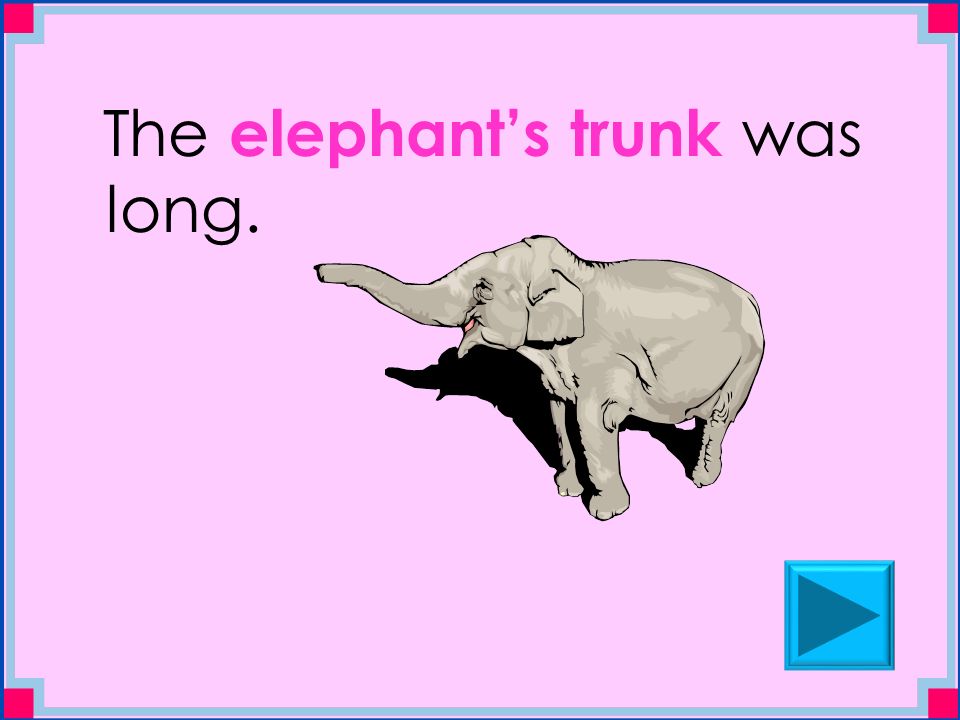 The elephant’s trunk was long.