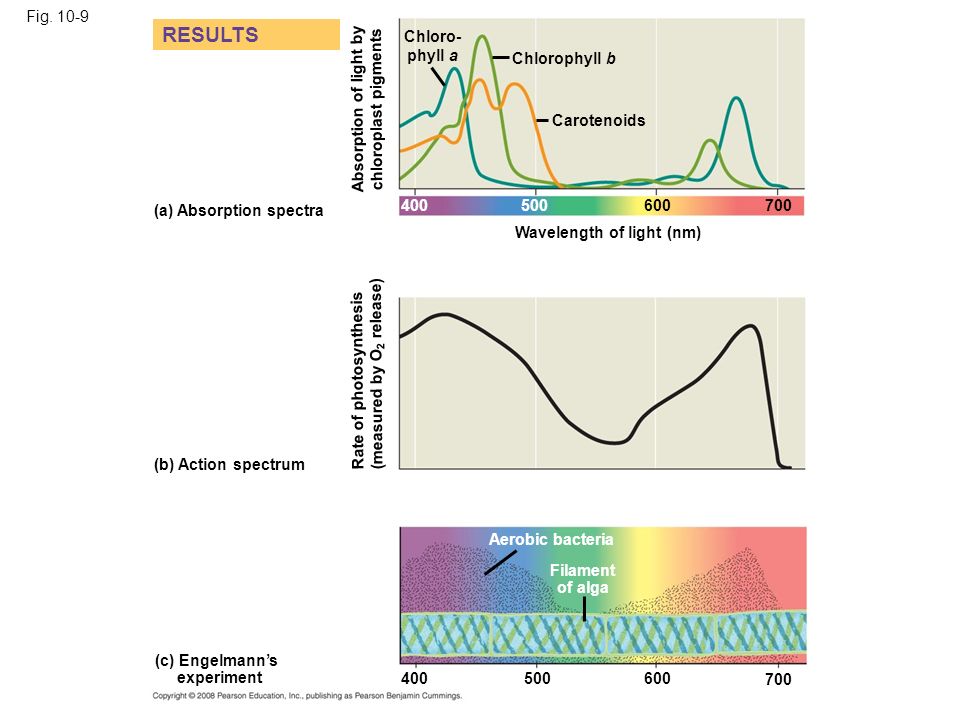 fig wavelength of light nm b action spectrum a action spectrum