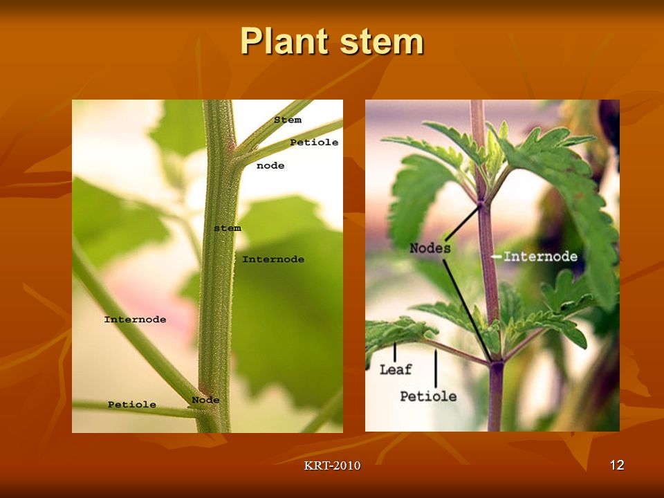 KRT Plant stem