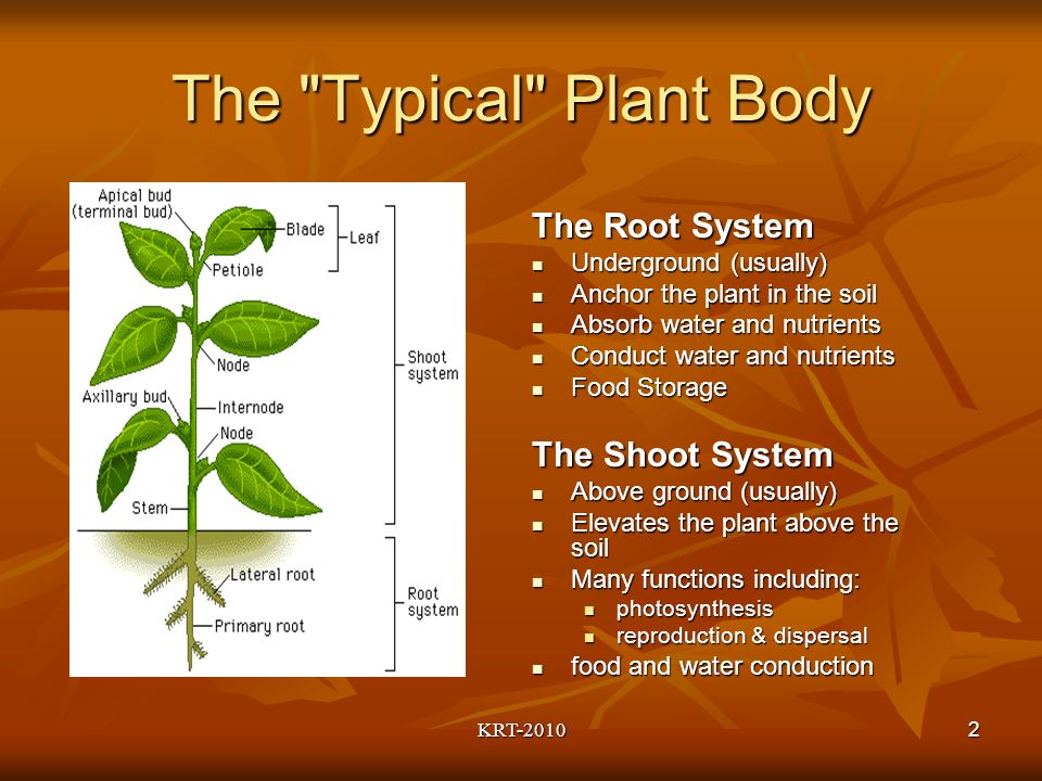 KRT The Typical Plant Body The Root System Underground (usually) Underground (usually) Anchor the plant in the soil Anchor the plant in the soil Absorb water and nutrients Absorb water and nutrients Conduct water and nutrients Conduct water and nutrients Food Storage Food Storage The Shoot System Above ground (usually) Above ground (usually) Elevates the plant above the soil Elevates the plant above the soil Many functions including: Many functions including: photosynthesis photosynthesis reproduction & dispersal reproduction & dispersal food and water conduction food and water conduction